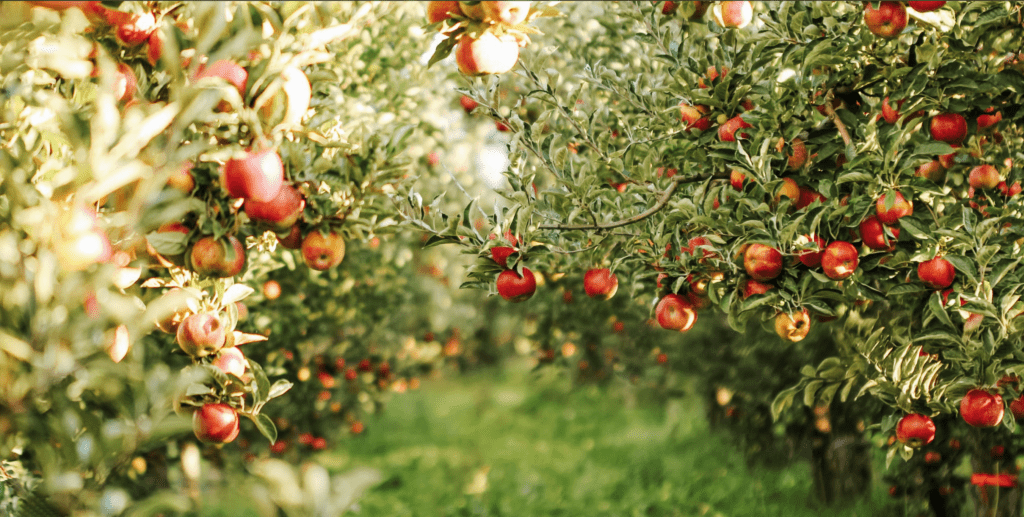 Fall & Holiday Mini Session Connecticut Photographer Apple Orchard