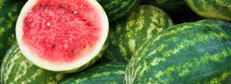 Watermelon Summer Mini Session Ct Photographer Connecticut